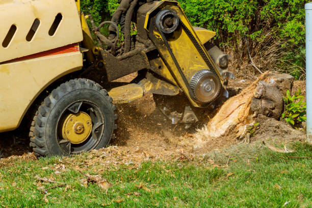 How Our Tree Care Process Works  in  Auburn, NE
